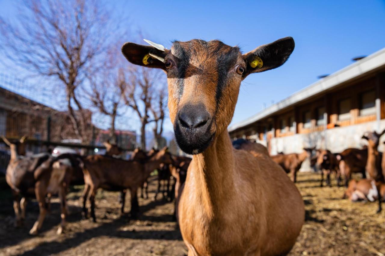 Mantello Agriturismo La Fiorida מראה חיצוני תמונה